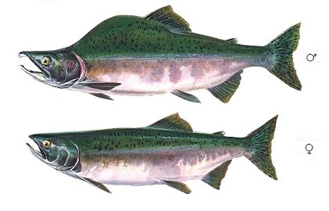 Salmon Species Identification - Mosquito Creek